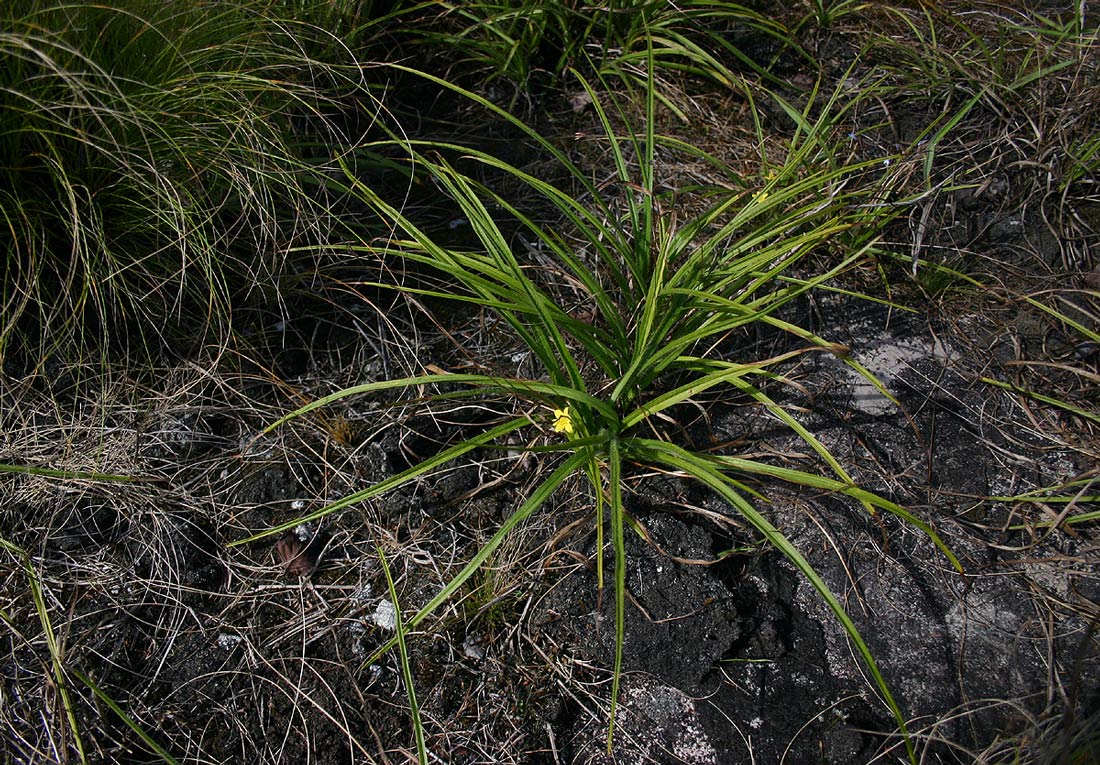 Hypoxis angustifolia