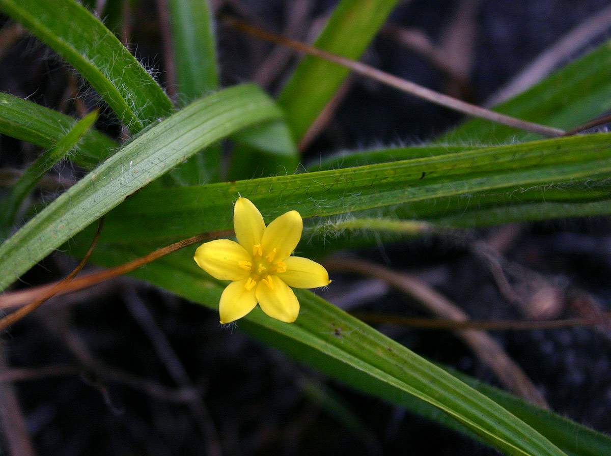 Hypoxis angustifolia
