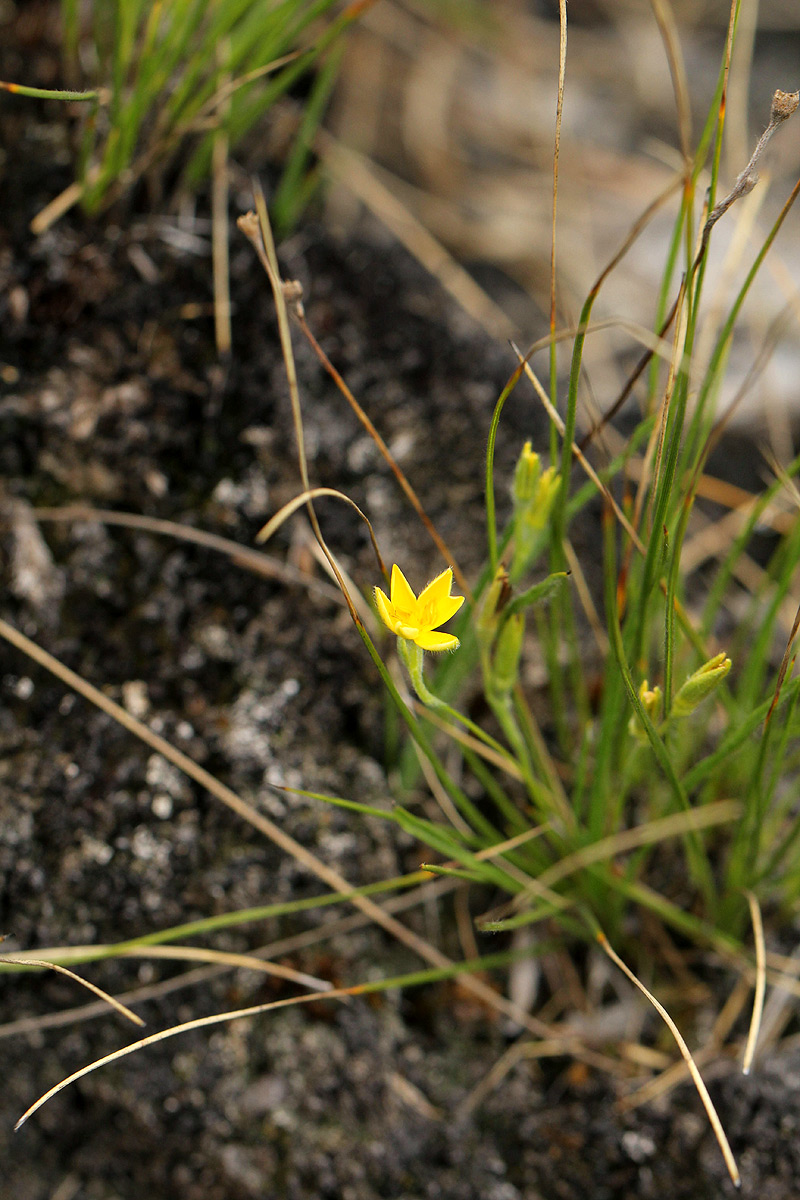 Hypoxis filiformis Hypoxis filiformis