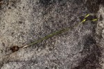 Hypoxis filiformis