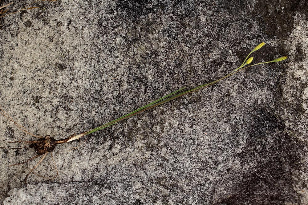 Hypoxis filiformis Hypoxis filiformis