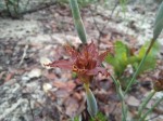 Ferraria glutinosa