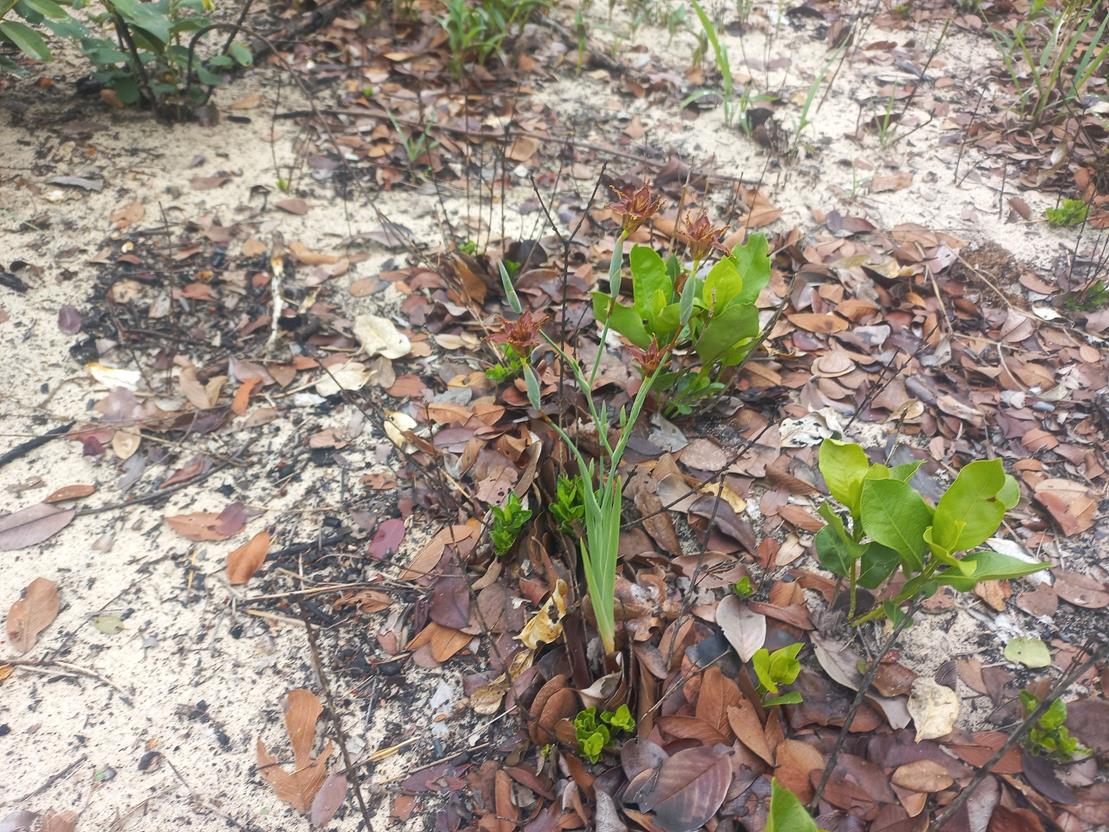 Ferraria glutinosa