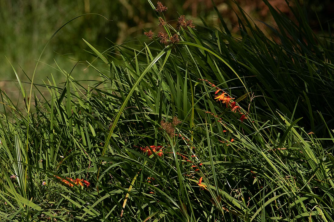 Crocosmia aurea subsp. aurea Crocosmia aurea subsp. aurea