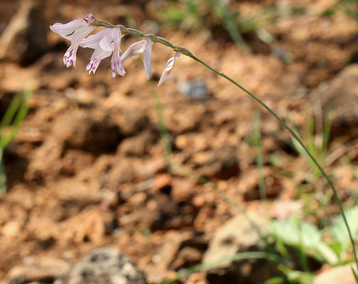 Gladiolus unguiculatus Gladiolus unguiculatus