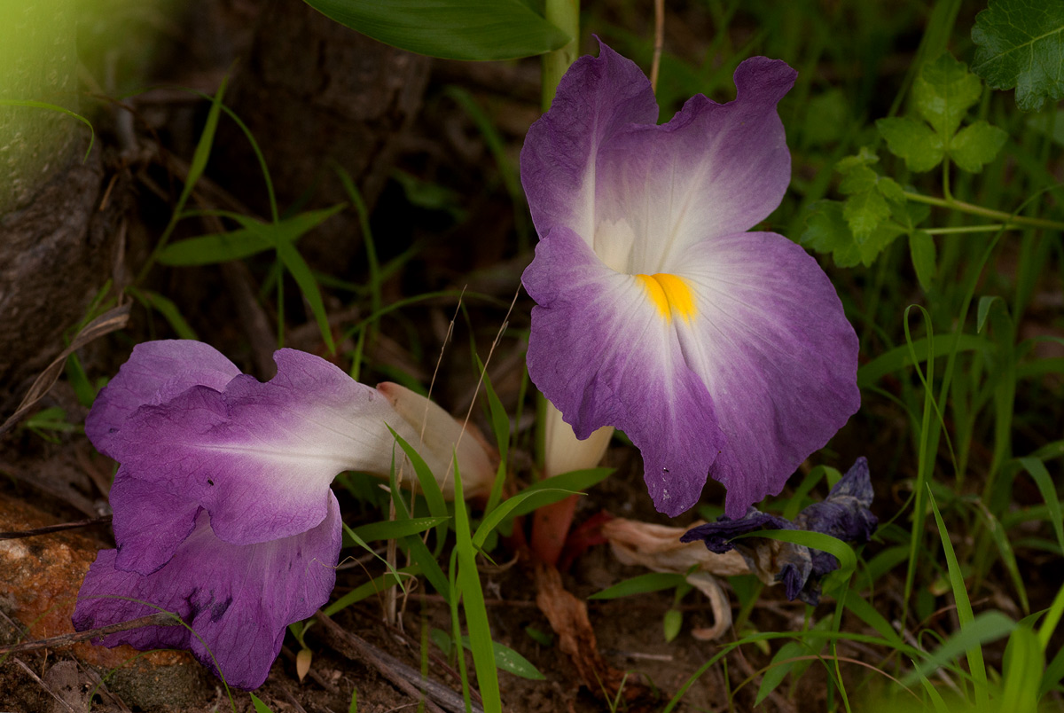 Siphonochilus aethiopicus Siphonochilus aethiopicus