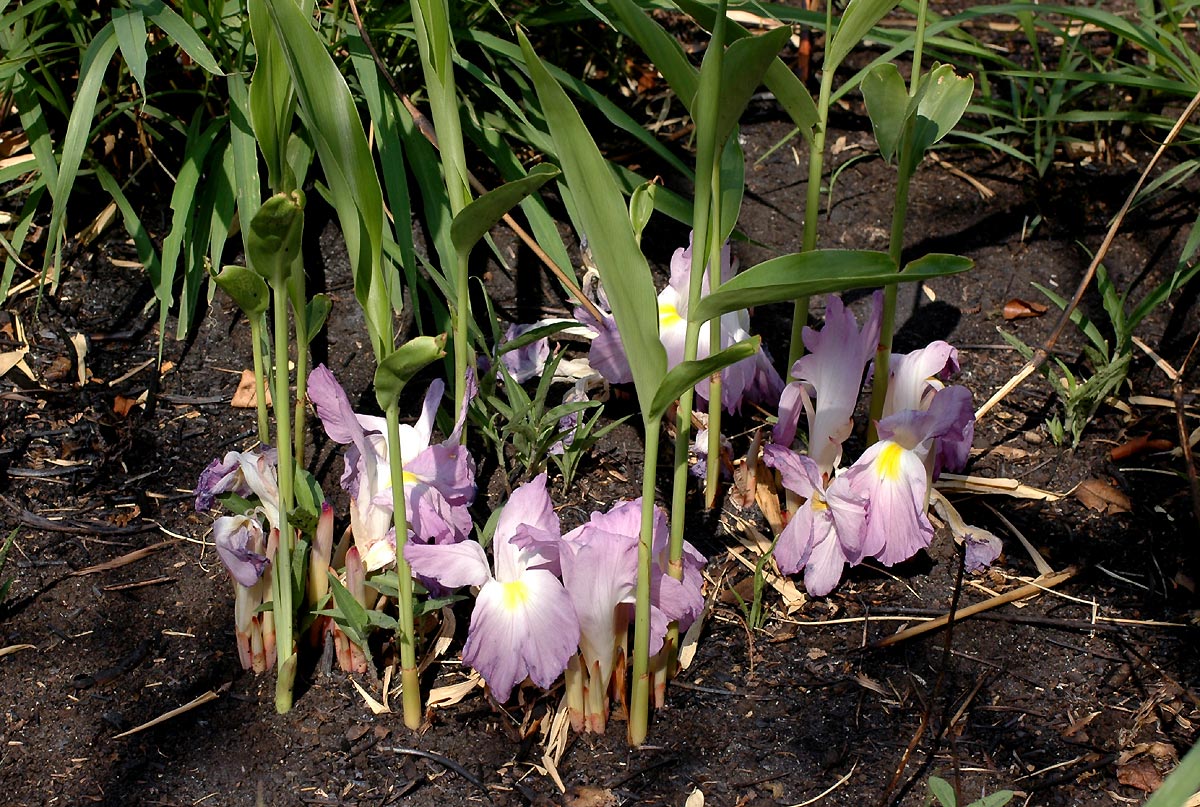 Siphonochilus aethiopicus Siphonochilus aethiopicus
