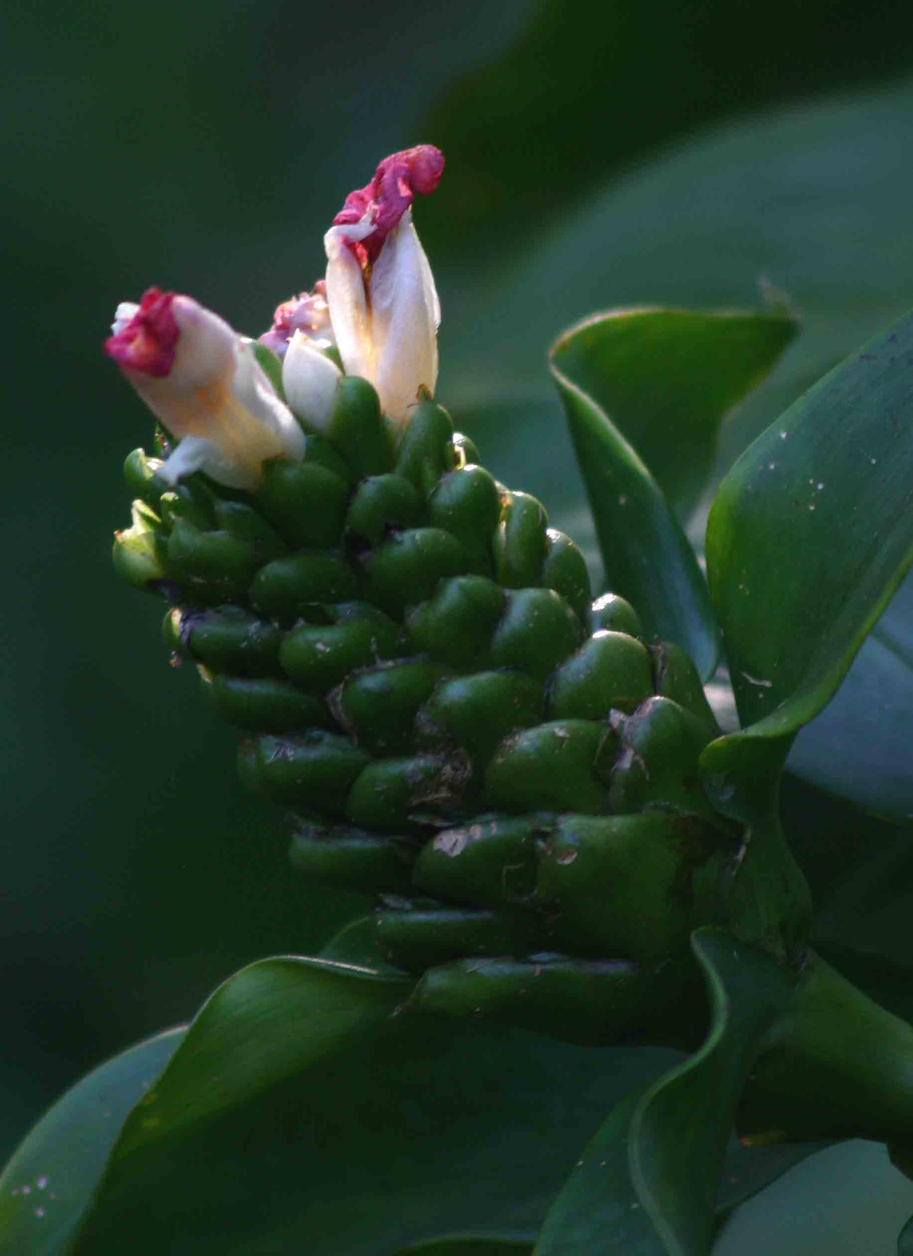 Costus afer