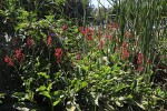 Canna indica