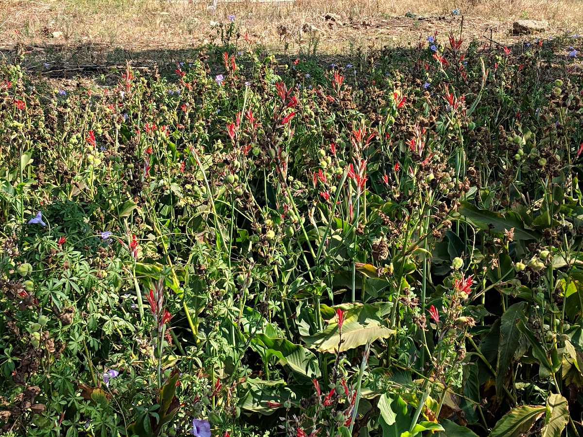 Canna indica