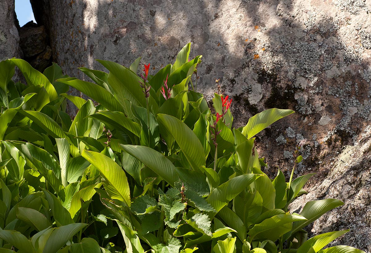 Canna indica