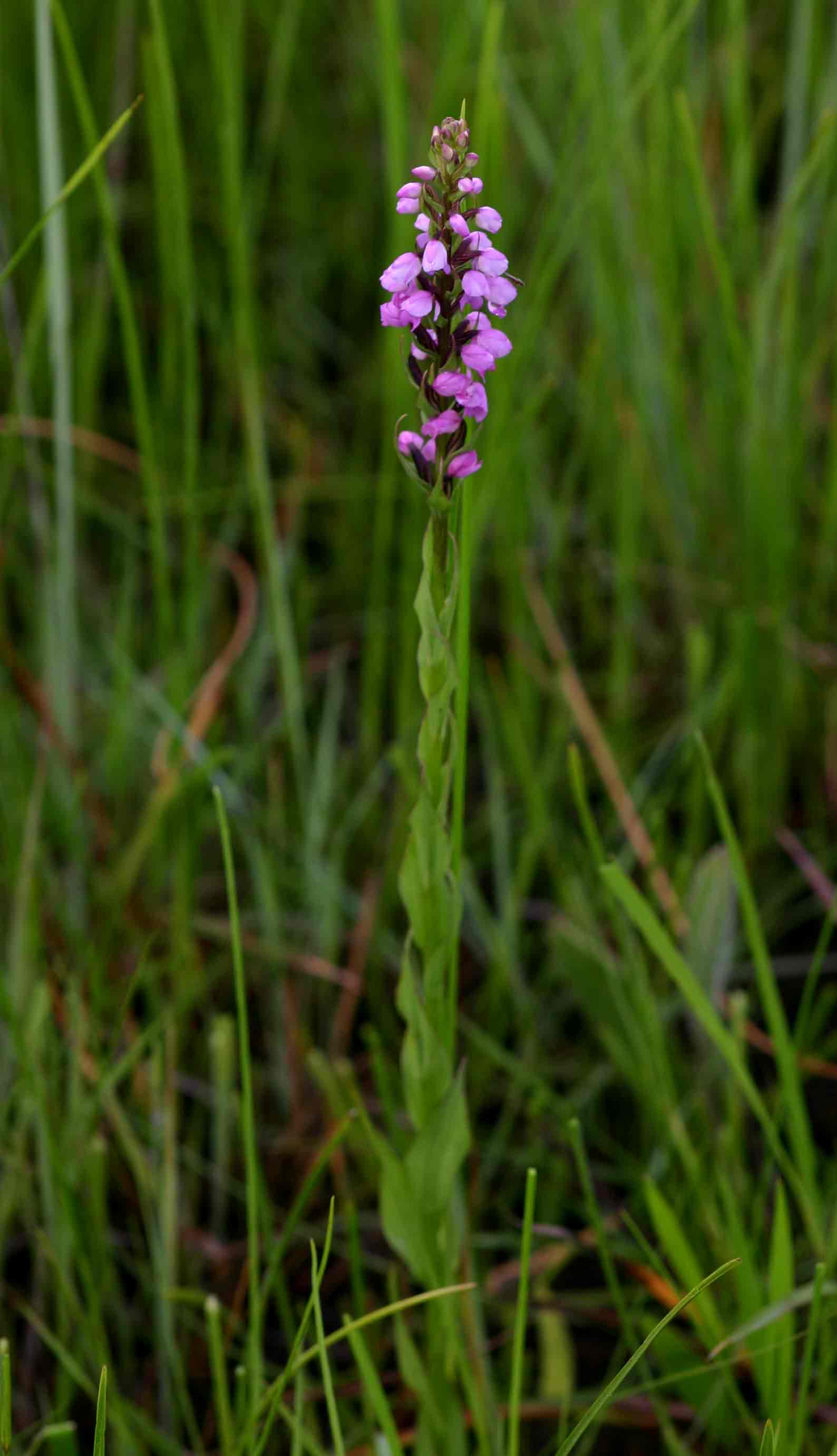 Brachycorythis buchananii
