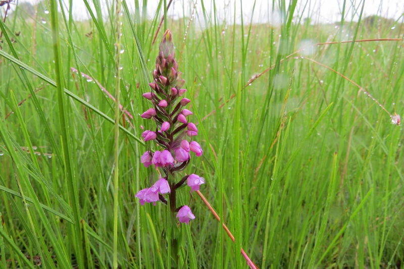 Brachycorythis buchananii Brachycorythis buchananii