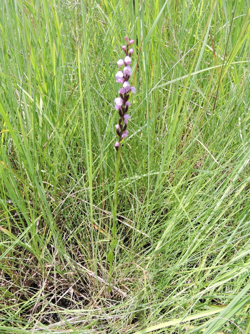 Brachycorythis buchananii