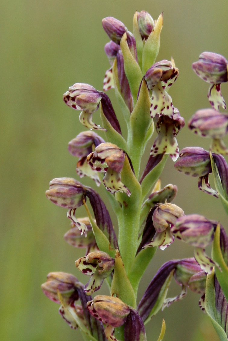 Brachycorythis inhambanensis Brachycorythis inhambanensis