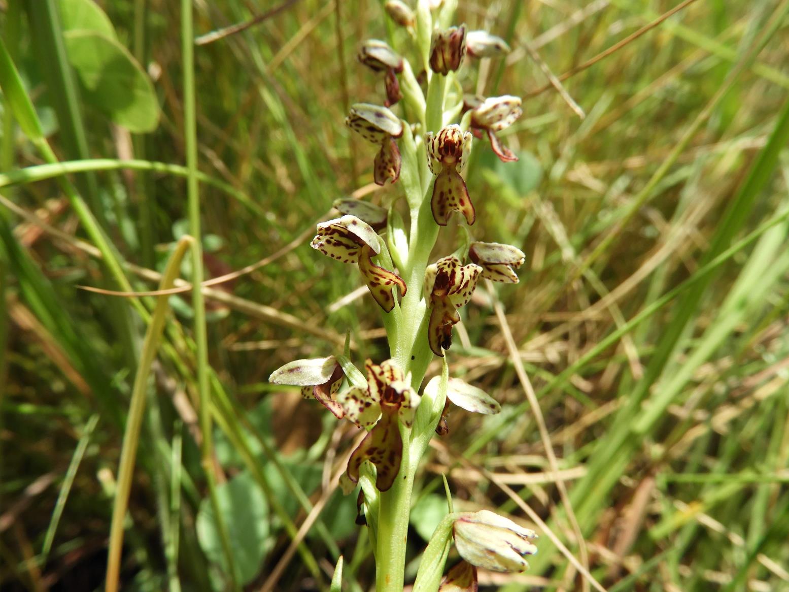 Brachycorythis inhambanensis