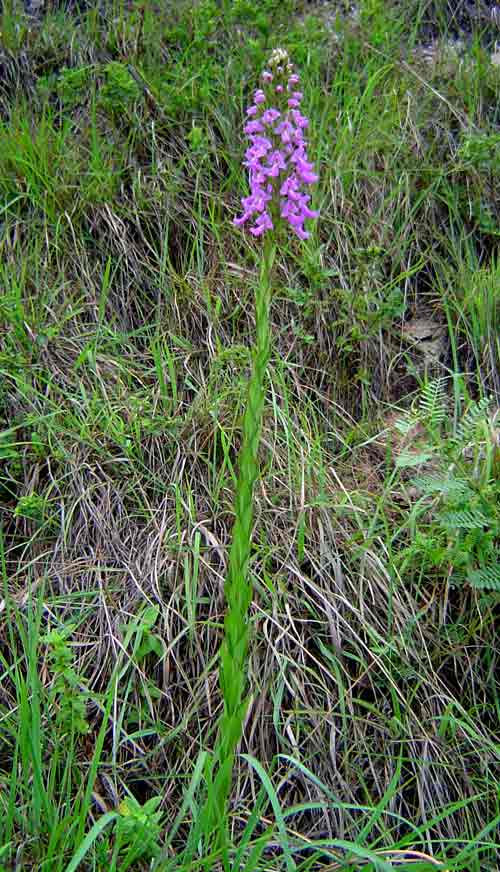 Brachycorythis pleistophylla subsp. pleistophylla Brachycorythis pleistophylla subsp. pleistophylla