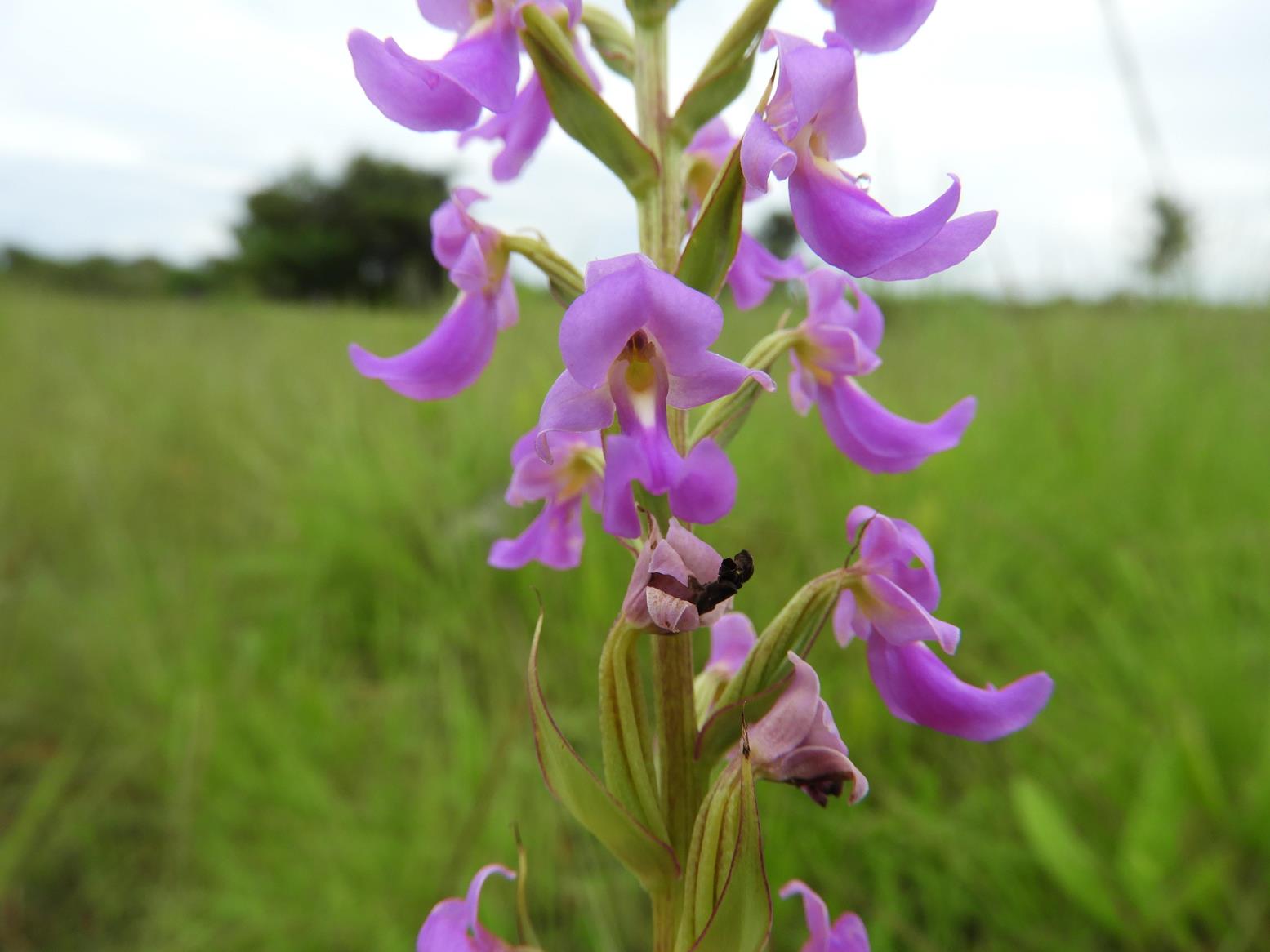 Brachycorythis pleistophylla subsp. pleistophylla Brachycorythis pleistophylla subsp. pleistophylla