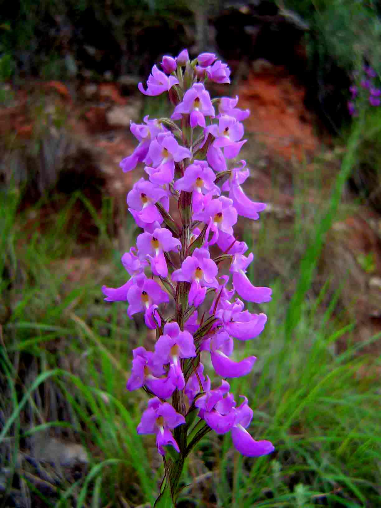 Brachycorythis pleistophylla subsp. pleistophylla Brachycorythis pleistophylla subsp. pleistophylla