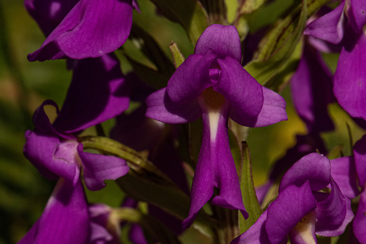 Brachycorythis pleistophylla subsp. pleistophylla