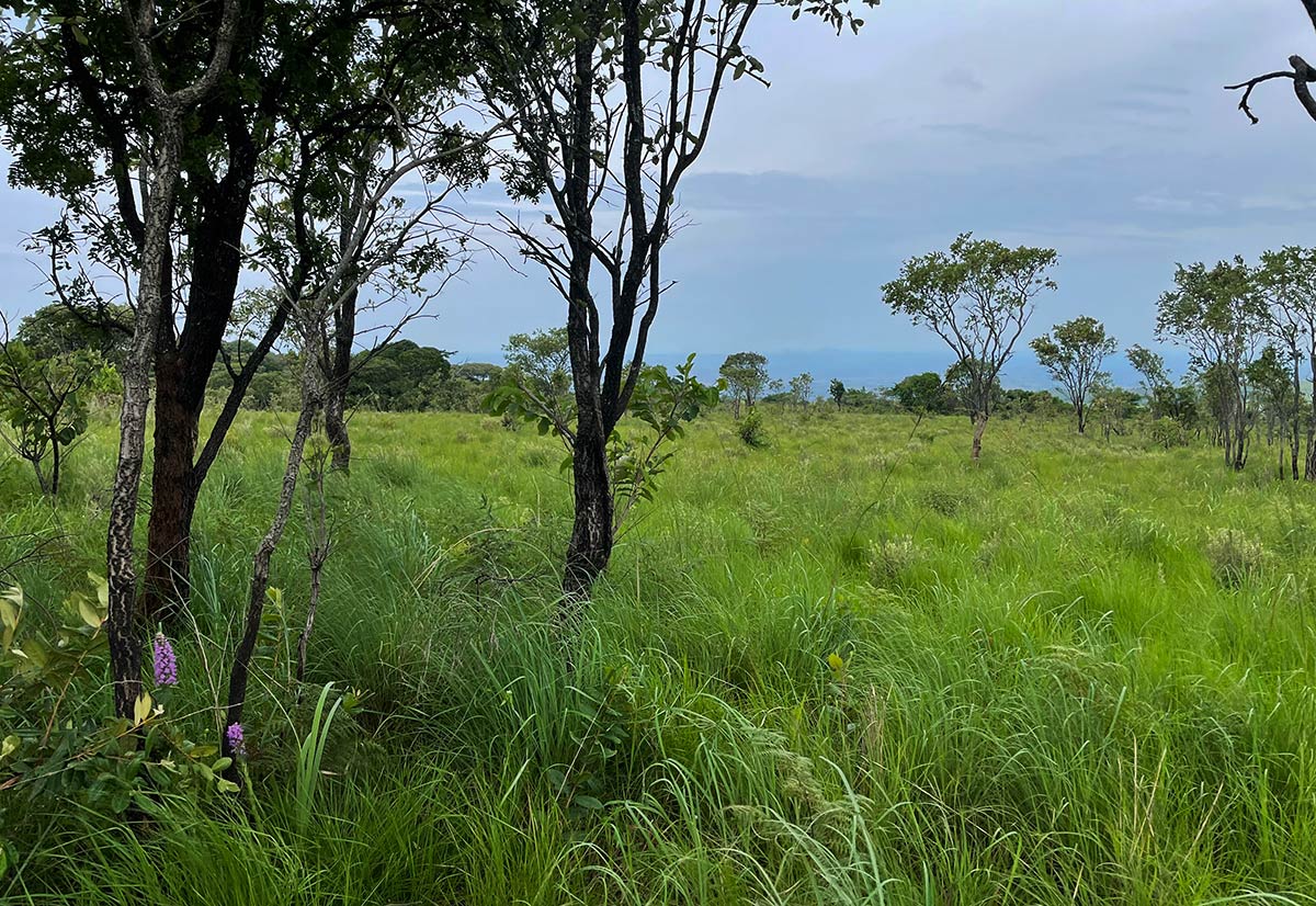 Brachycorythis pleistophylla subsp. pleistophylla Brachycorythis pleistophylla subsp. pleistophylla