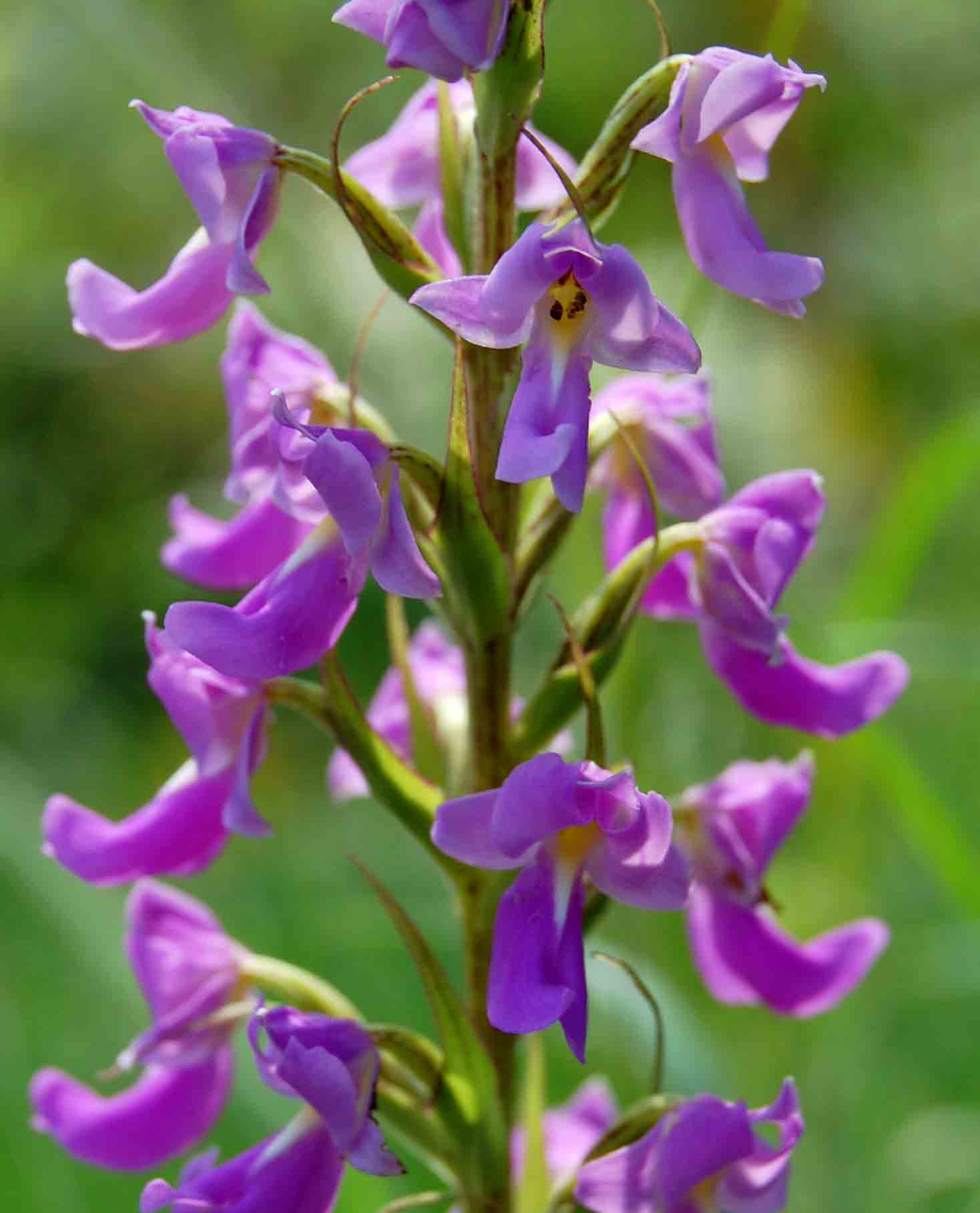 Brachycorythis pleistophylla subsp. pleistophylla Brachycorythis pleistophylla subsp. pleistophylla