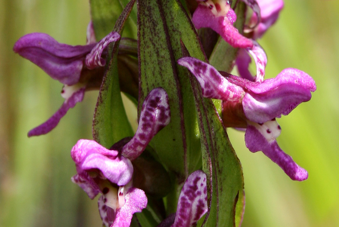 Brachycorythis tenuior Brachycorythis tenuior