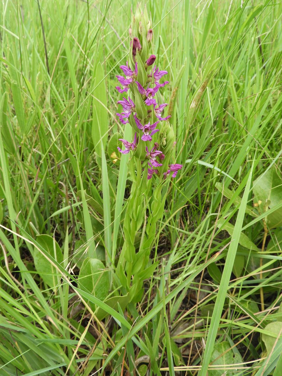 Brachycorythis tenuior