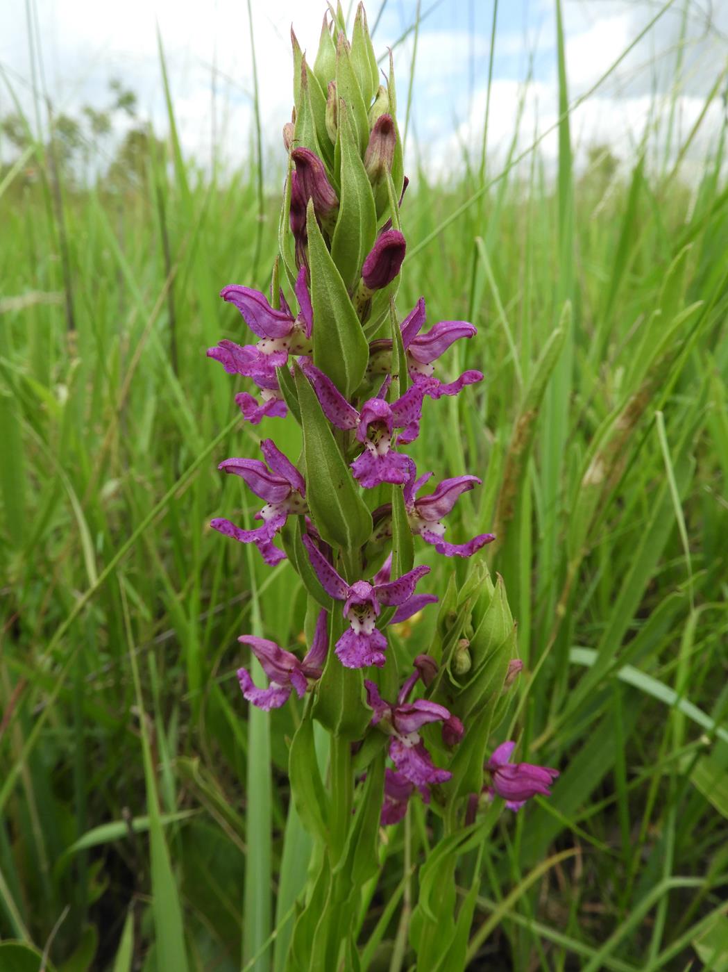Brachycorythis tenuior