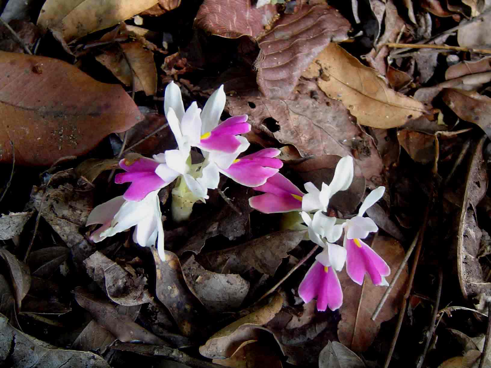 Brachycorythis lastii Brachycorythis lastii