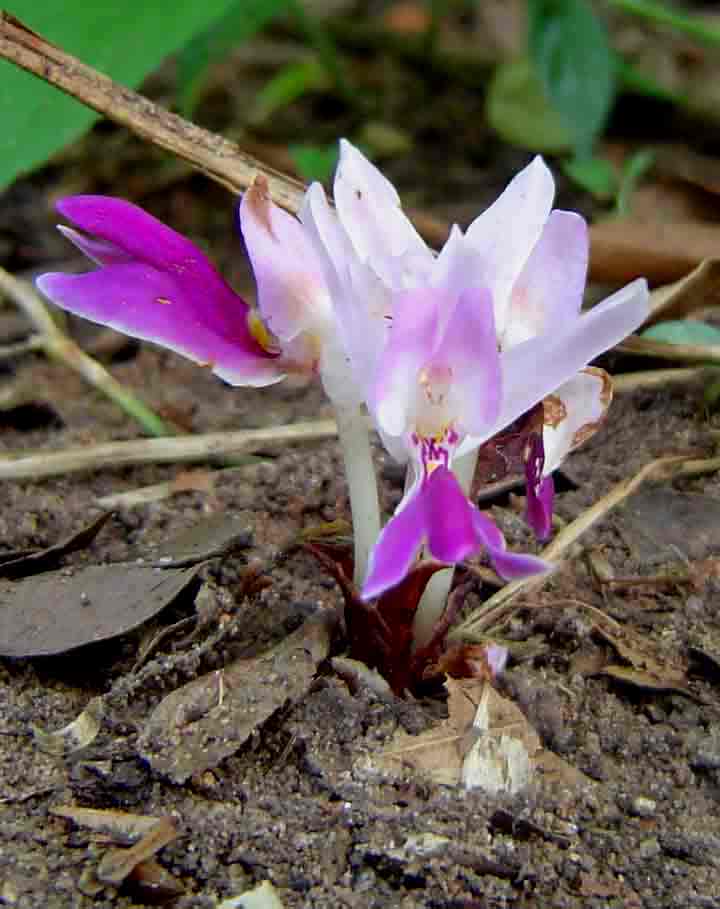 Brachycorythis lastii