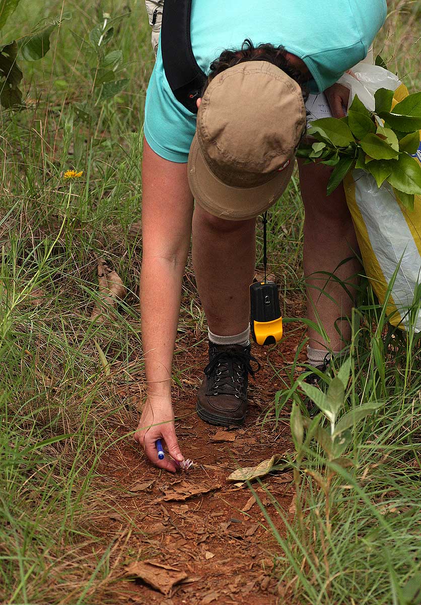Brachycorythis lastii Brachycorythis lastii