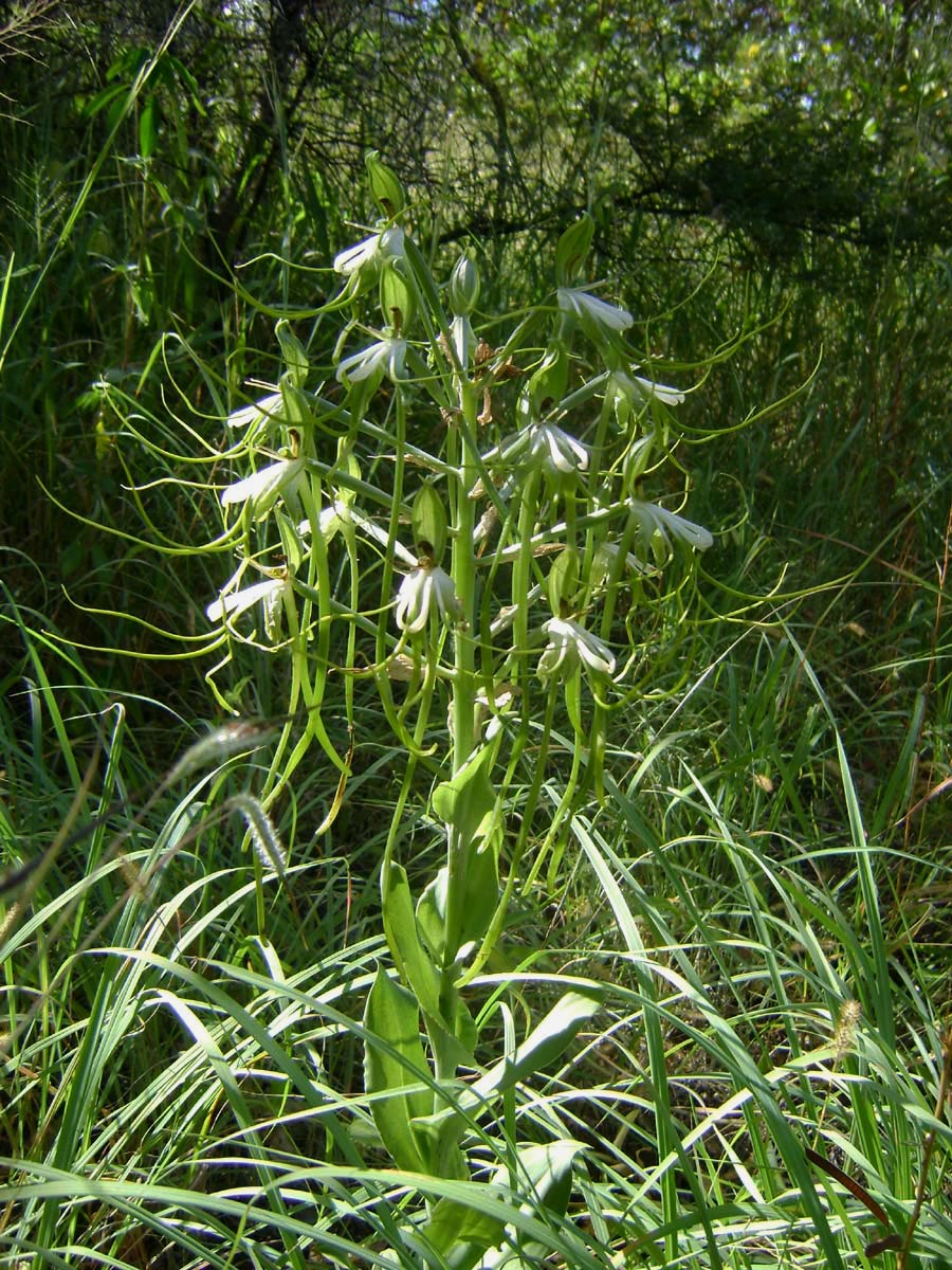Bonatea steudneri