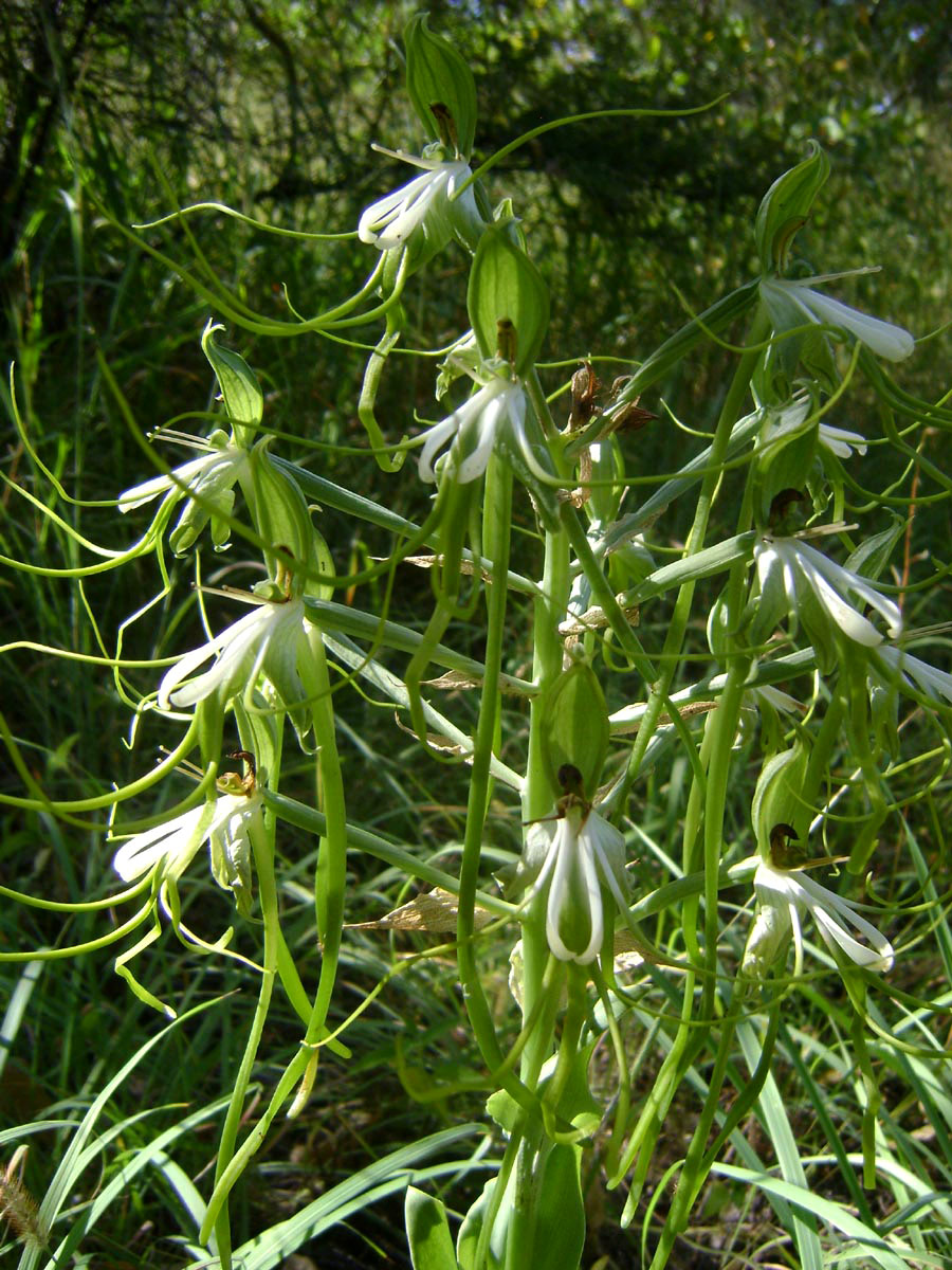 Bonatea steudneri