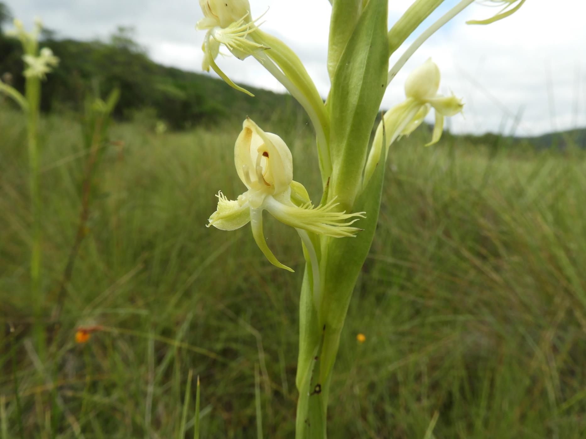 Centrostigma occultans Centrostigma occultans