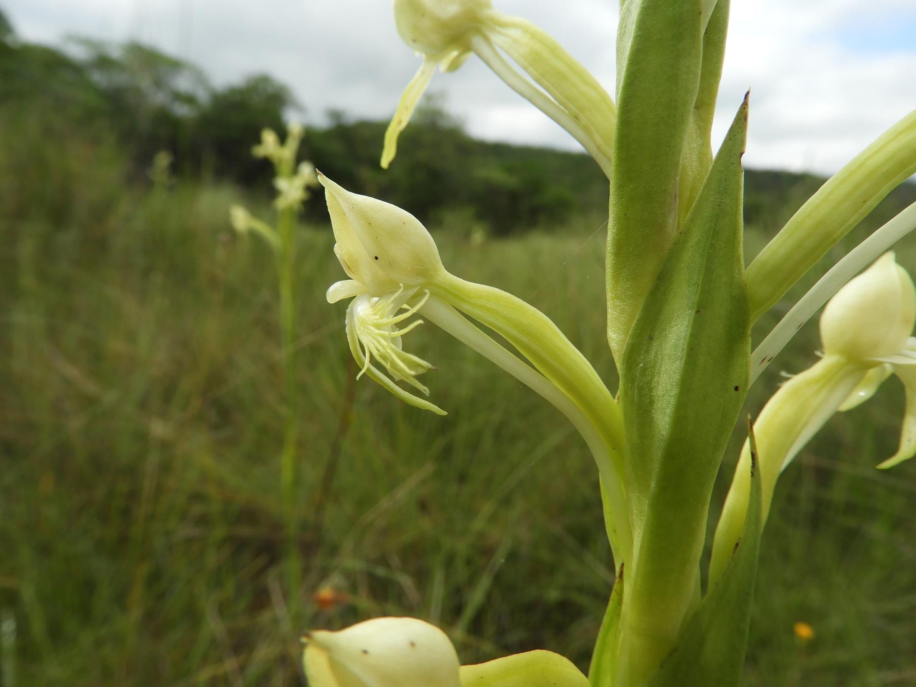 Centrostigma occultans Centrostigma occultans
