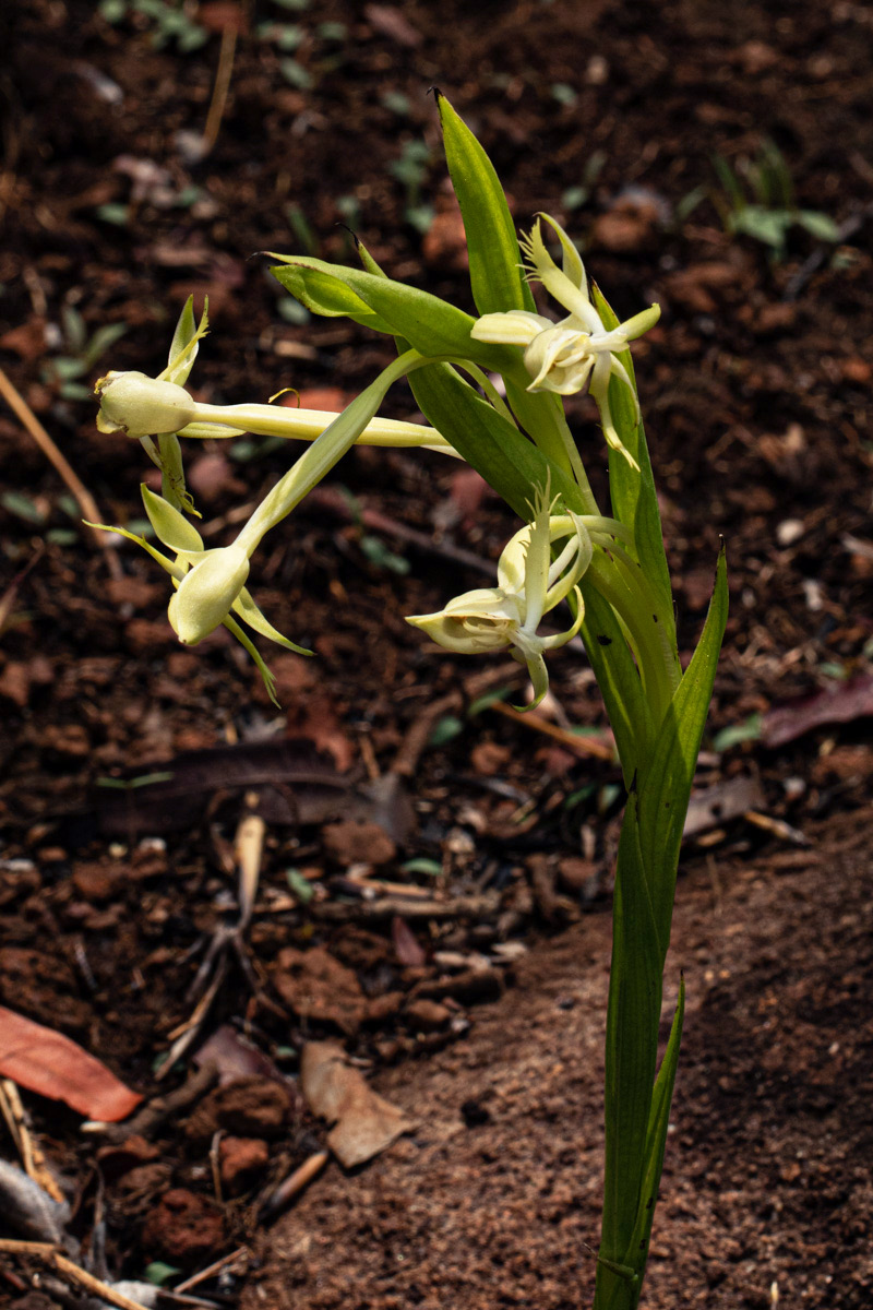 Centrostigma occultans