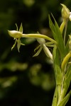Centrostigma occultans