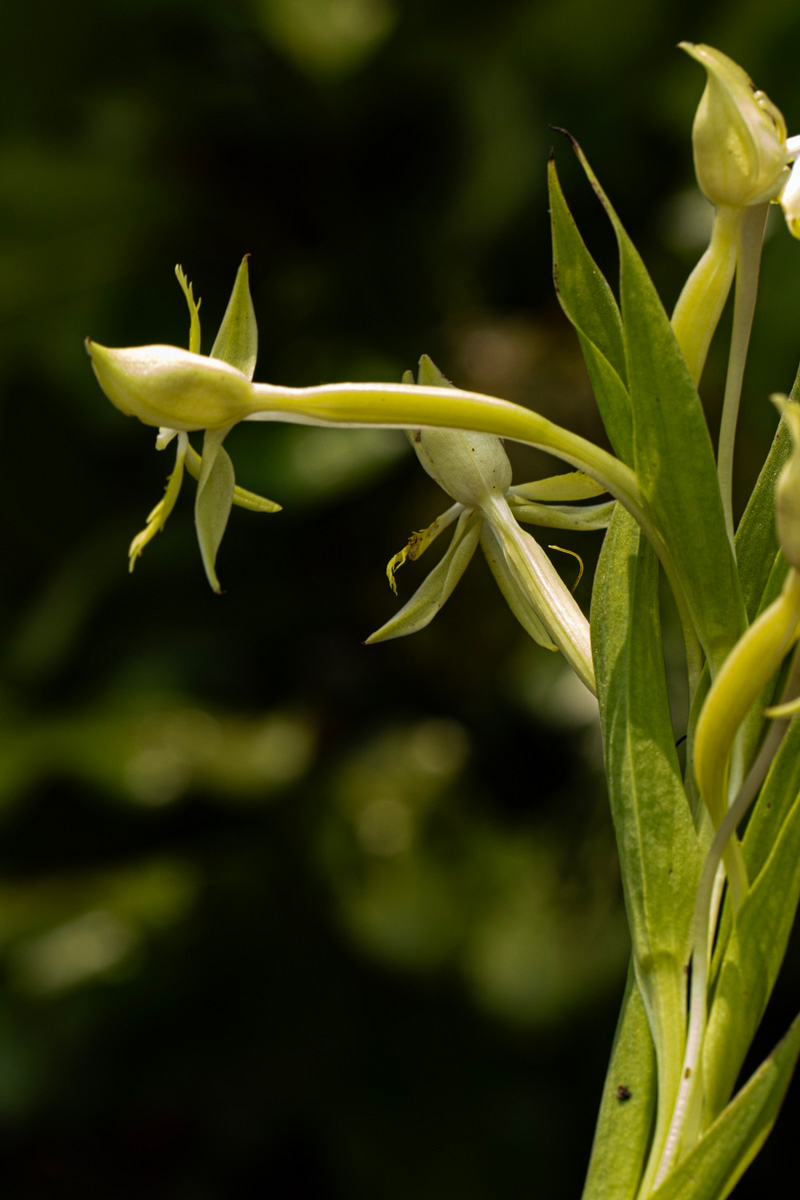 Centrostigma occultans