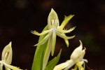 Centrostigma occultans