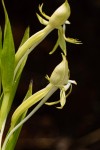 Centrostigma occultans
