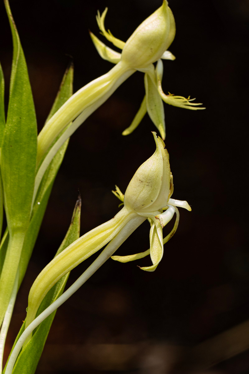 Centrostigma occultans