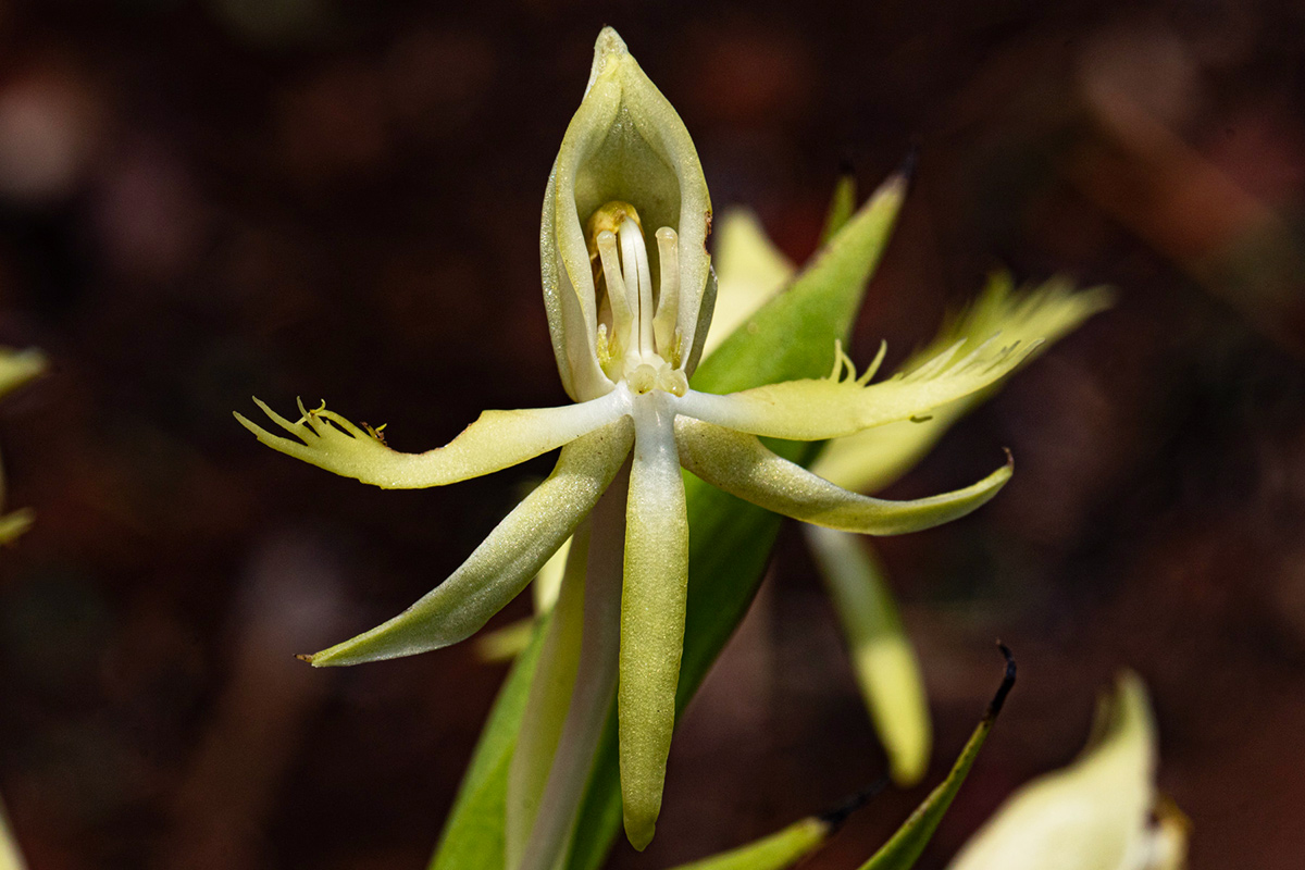 Centrostigma occultans