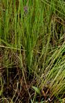 Cynorkis anacamptoides var. anacamptoides