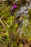 Cynorkis anacamptoides var. anacamptoides