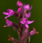 Cynorkis anacamptoides var. anacamptoides