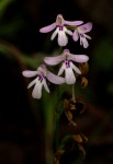 Cynorkis debilis