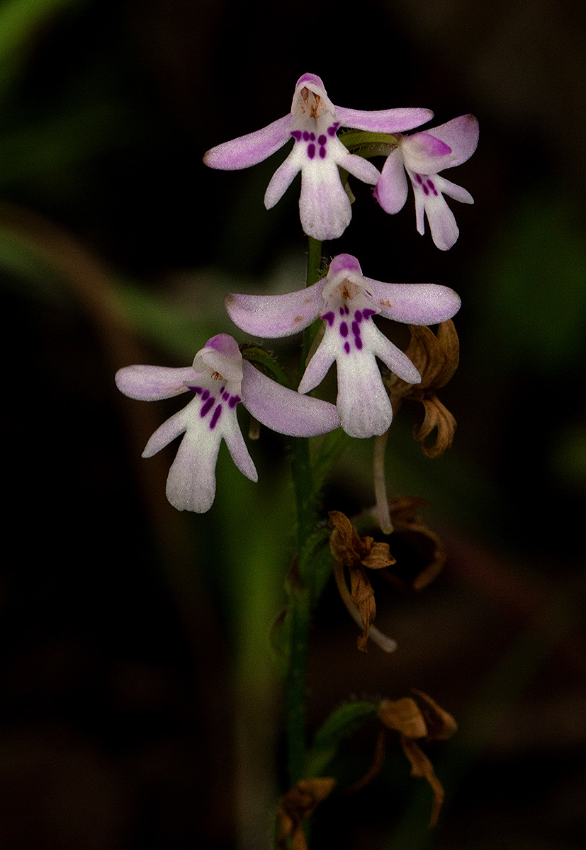 Cynorkis debilis