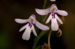 Cynorkis debilis