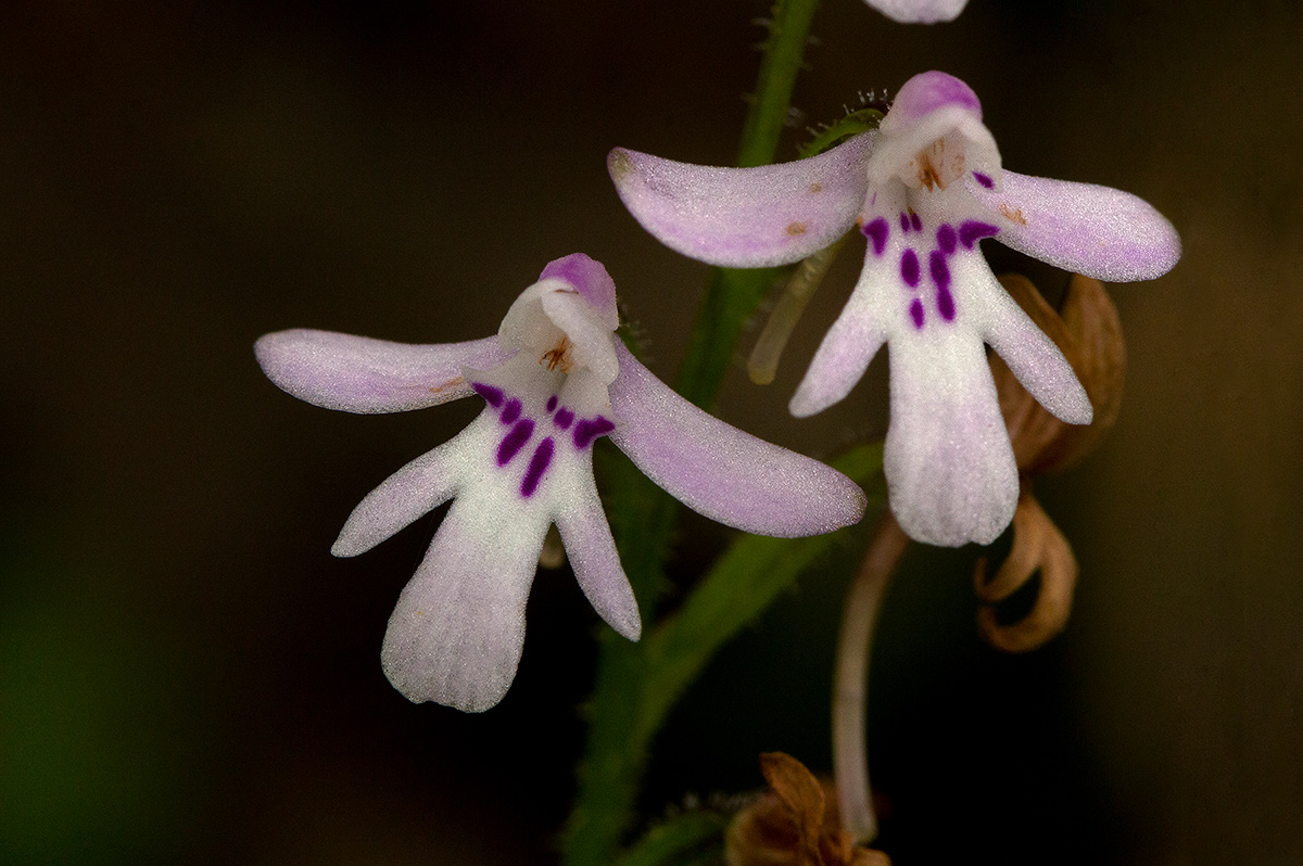 Cynorkis debilis